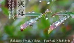 今日寒露,秋意渐浓，养生保健正当时