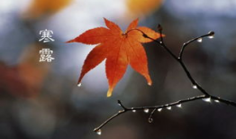 今日寒露,秋意渐浓，养生保健正当时