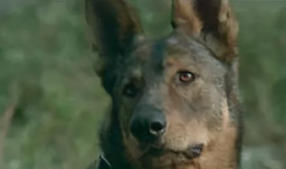 犬王电影,忠诚守护，勇闯江湖
