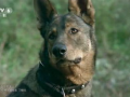 犬王电影,忠诚守护，勇闯江湖