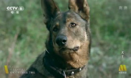 犬王电影,忠诚守护，勇闯江湖